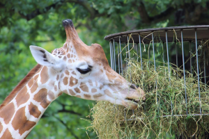 Berliner Zoo